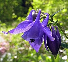 Columbine - Aquilegia vulgaris © Teresa Farino